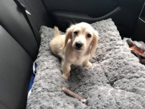 bCreme of the Crop English Cream Miniature Dachshund Puppy