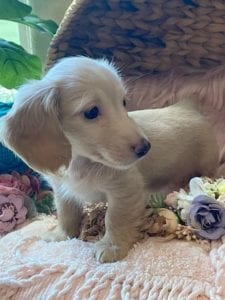 Creme of the Crop English Cream Miniature Dachshunds