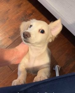 Creme of the Crop English Cream Miniature Dachshunds