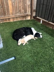 Creme of the Crop English Cream Miniature Dachshunds