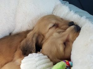 Creme of the Crop English Cream Miniature Dachshunds