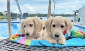 Creme of the Crop English Cream Miniature Dachshunds