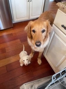 Creme of the Crop English Cream Miniature Dachshund Puppy
