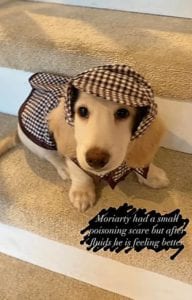 Creme of the Crop English Cream Miniature Dachshunds