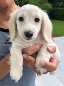 Creme of the Crop English Cream Miniature Dachshunds