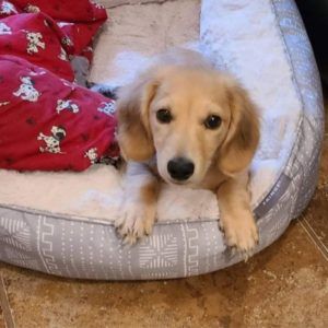 Creme of the Crop English Cream Miniature Dachshunds