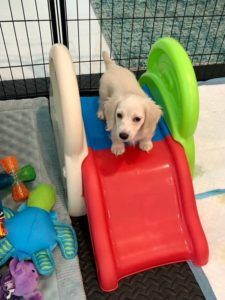 Creme of the Crop English Cream Miniature Dachshunds