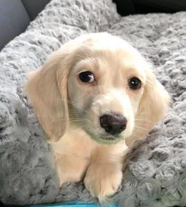 Creme of the Crop English Cream Miniature Dachshunds