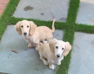 Creme of the Crop English Cream Miniature Dachshunds