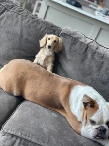 Creme of the Crop English Cream Miniature Dachshunds