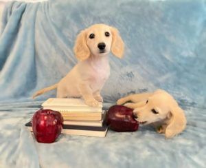 Creme of the Crop English Cream Miniature Dachshunds