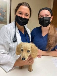 Creme of the Crop English Cream Miniature Dachshunds