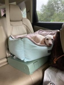 Creme of the Crop English Cream Miniature Dachshunds