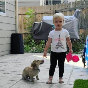 Creme of the Crop English Cream Miniature Dachshunds