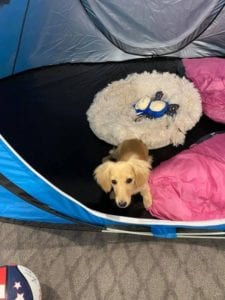 Creme of the Crop English Cream Miniature Dachshunds