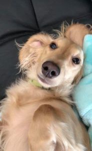 Creme of the Crop English Cream Miniature Dachshunds