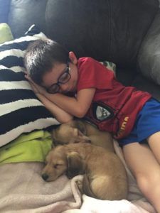 Creme of the Crop English Cream Miniature Dachshunds