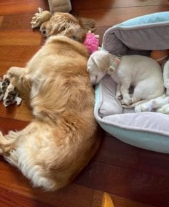 Creme of the Crop English Cream Miniature Dachshunds