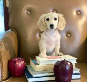 Creme of the Crop English Cream Miniature Dachshunds