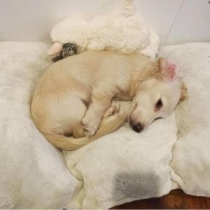 Creme of the Crop English Cream Miniature Dachshunds