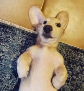 Creme of the Crop English Cream Miniature Dachshunds