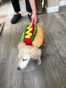 Creme of the Crop English Cream Miniature Dachshunds