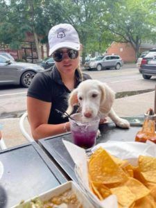 Creme of the Crop English Cream Miniature Dachshunds