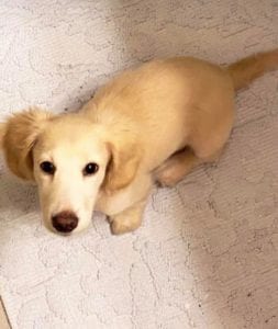 Creme of the Crop English Cream Miniature Dachshunds