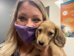 Creme of the Crop Miniature Dachshunds