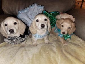 Creme of the Crop English Cream Miniature Dachshunds