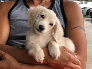 Creme of the Crop Miniature Dachshunds