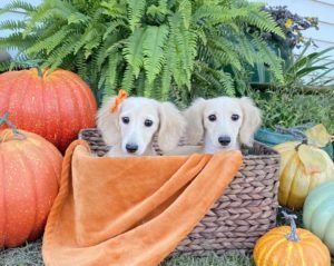 Creme of the Crop Miniature Longhair Dachshund Puppy Breeder Texas