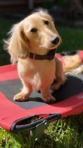 Creme of the Crop Miniature Longhair Dachshund Puppy Breeder Texas