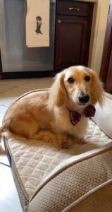 Creme of the Crop Miniature Longhair Dachshund Puppy Breeder Texas