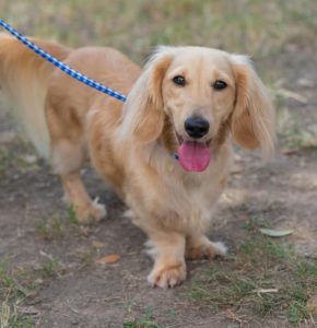 Creme of the Crop Miniature Longhair Dachshund Puppy Breeder Texas