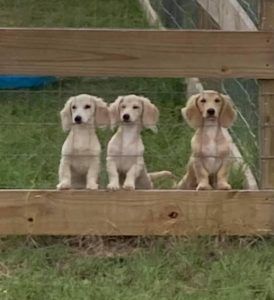 Creme of the Crop Miniature Longhair Dachshund Puppy Breeder Texas
