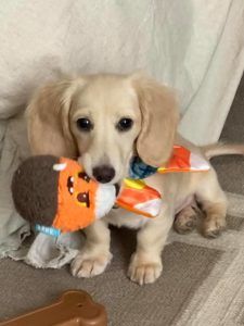 Creme of the Crop Miniature Longhair Dachshund Puppy Breeder Texas