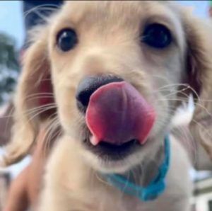 Creme of the Crop Miniature Longhair Dachshund Puppy Breeder Texas