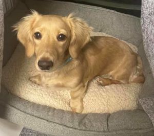 Creme of the Crop Miniature Longhair Dachshund Puppy Breeder Texas