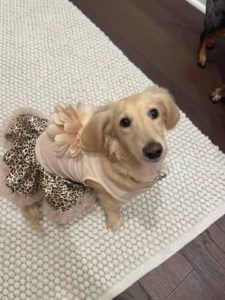 Creme of the Crop Miniature Longhair Dachshund Puppy Breeder Texas