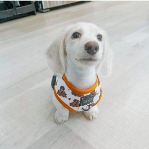 Creme of the Crop Miniature Longhair Dachshund Puppy Breeder Texas