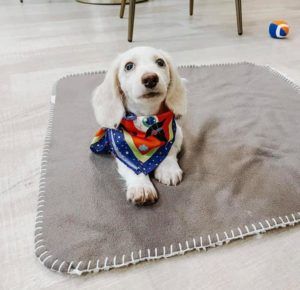 Creme of the Crop Miniature Longhair Dachshund Puppy Breeder Texas