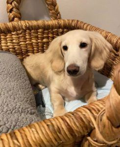 Creme of the Crop Miniature Longhair Dachshund Puppy Breeder Texas