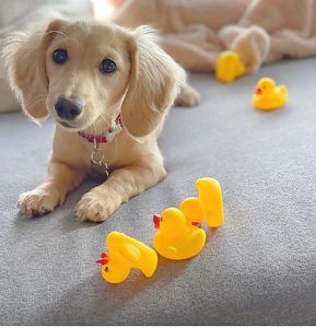 Creme of the Crop Dachshunds - English Cream Miniature Dachshunds