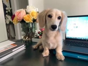 Creme of the Crop Miniature Longhair Dachshund Puppy Breeder Texas