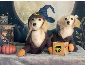 Creme of the Crop Miniature Longhair Dachshund Puppy Breeder Texas