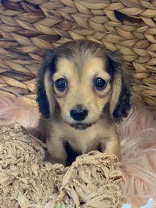 Creme of the Crop Miniature Longhair Dachshund Puppy Breeder Texas