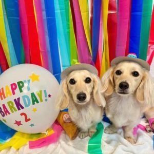 Creme of the Crop Miniature Longhair Dachshund Puppy Breeder Texas