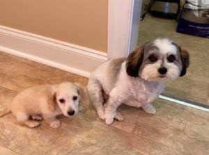 Creme of the Crop Miniature Longhair Dachshund Puppy Breeder Texas