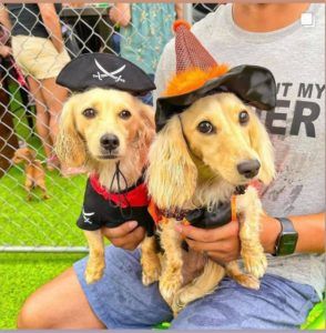 Creme of the Crop Miniature Longhair Dachshund Puppy Breeder Texas